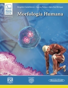 Morfología Humana
