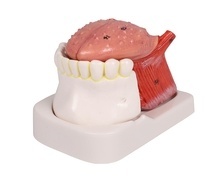 Modelo de lengua y dientes, tamaño natural, 4 piezas (D443)